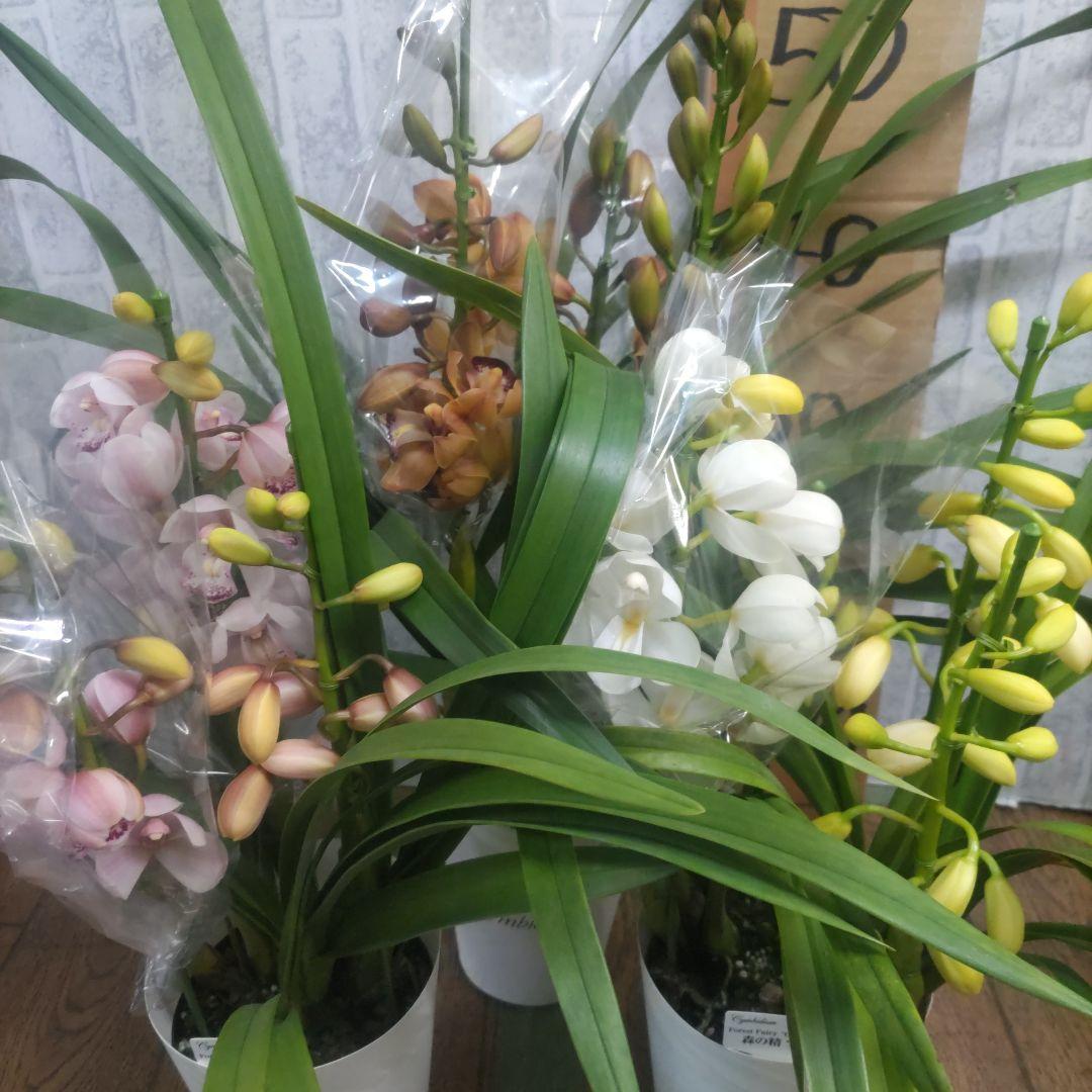 石田園芸⭐️テーブルシンピ⭐️３本立ち⭐️３鉢セット⭐️穂波⭐️おと⭐️のぞみ